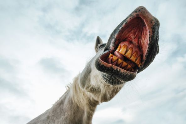 funny-low-angle-view-of-horse-mouth