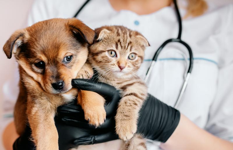 vet holding a puppy and kitten