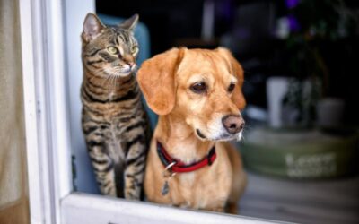 Dog & Cat Adoption Checklist: Everything You Need for Your New Pet