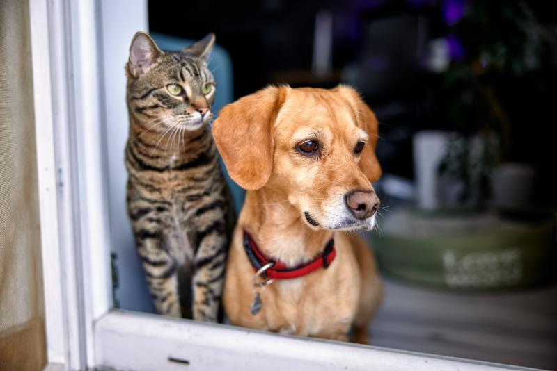 cat and dog looking out window