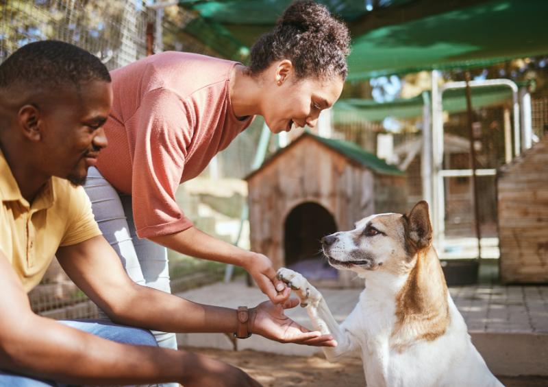 couple greeting a dog at an animal rescue