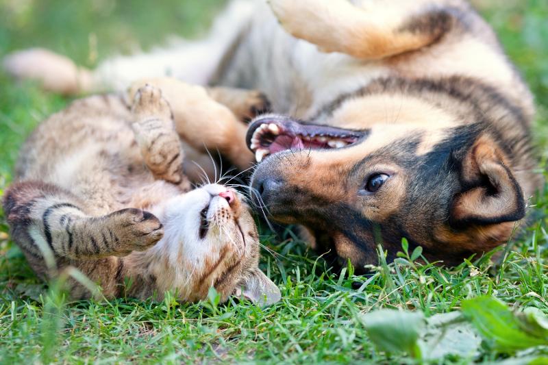 dog and cat playing in the grass