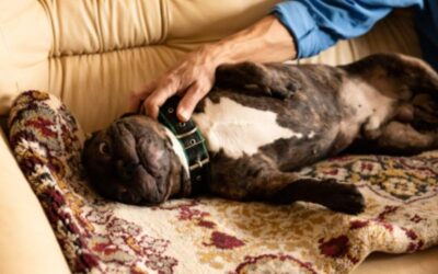 Should I Worry About My Dog Snoring? 5 Signs of a Serious Issue