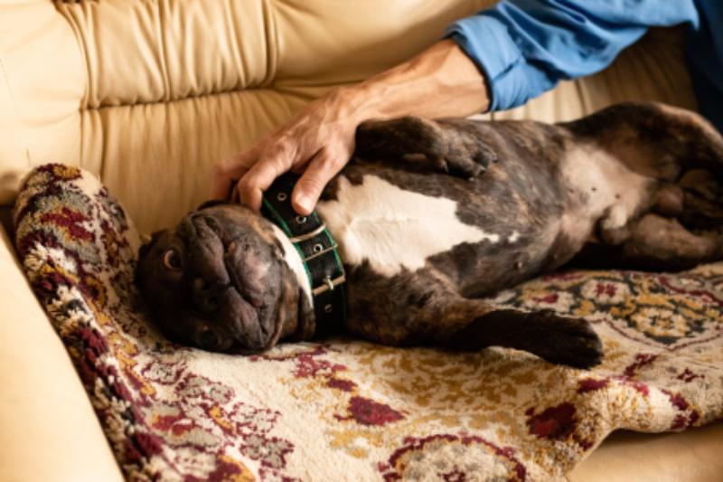 Should I Worry About My Dog Snoring? 5 Signs of a Serious Issue