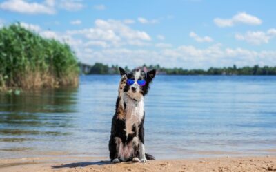 Essential Guide to Summer Pet Care in Flagstaff