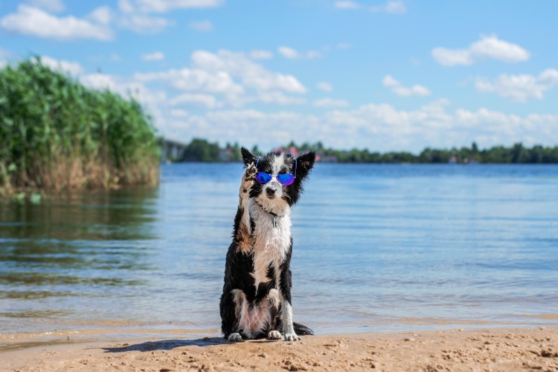 Essential Guide to Summer Pet Care in Flagstaff