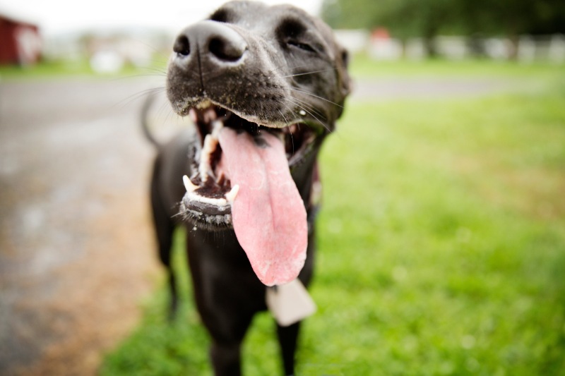 dog panting with its tongue sticking out