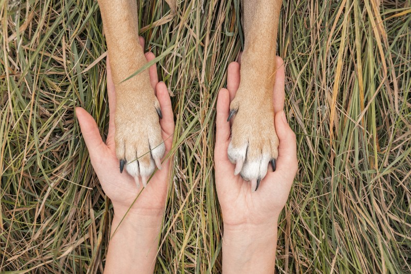 human hands holding dog paws on grass