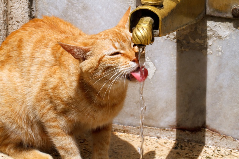 cat drinking from water spigot outside