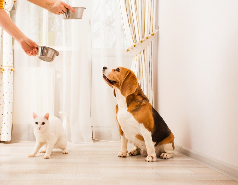 dog and cat waiting to be fed