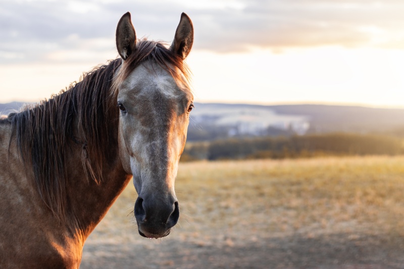 horse with a field and mountains in the background