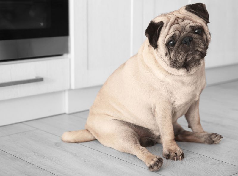 pug sitting in a kitchen