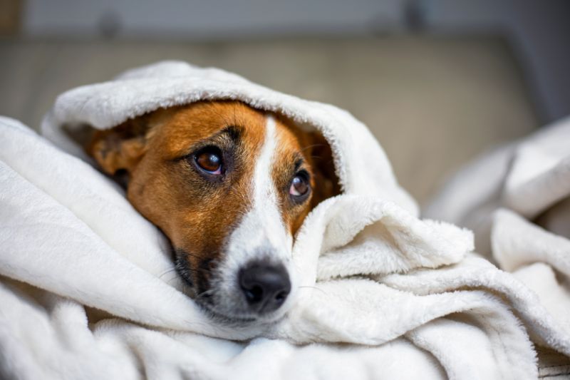 sad dog wrapped in blankets