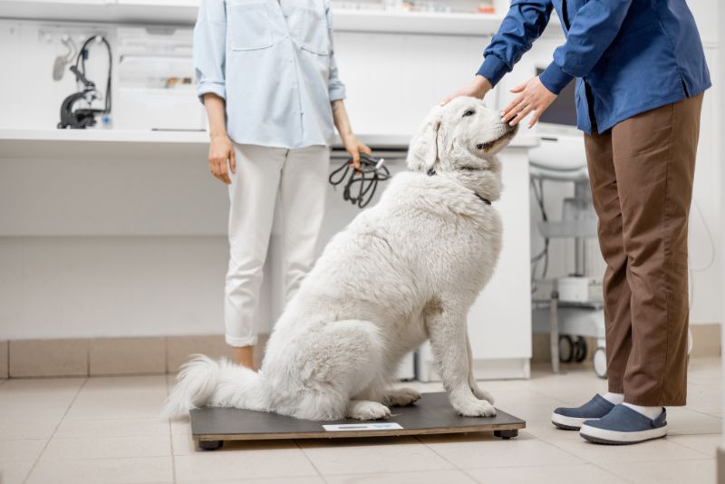 dog getting weighed at the vet