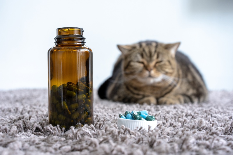 cat with bottle of medication