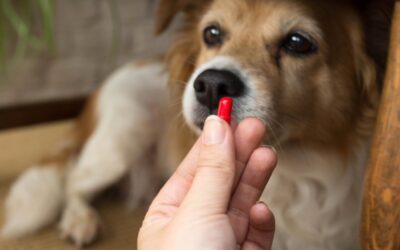 3 Reasons the Vet is the Best Place to Buy Pet Medications