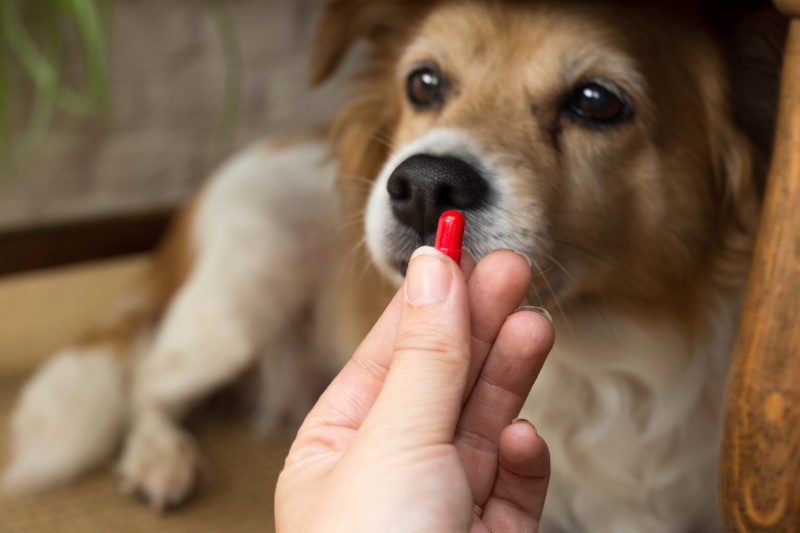 3 Reasons the Vet is the Best Place to Buy Pet Medications