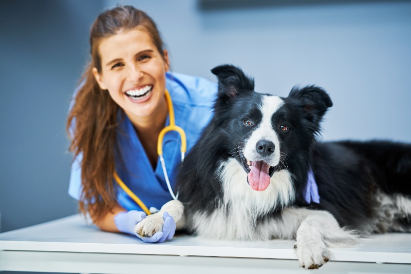 smiling vet and border collie