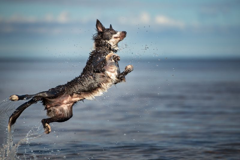 border collie jumping out of lake