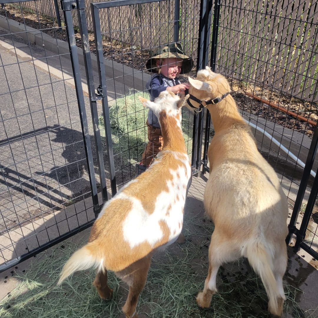 little boy petting goats at petting zoo in Flagstaff