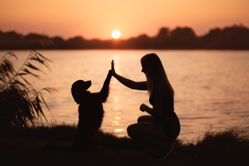 dog and human high-fiving in front of lake