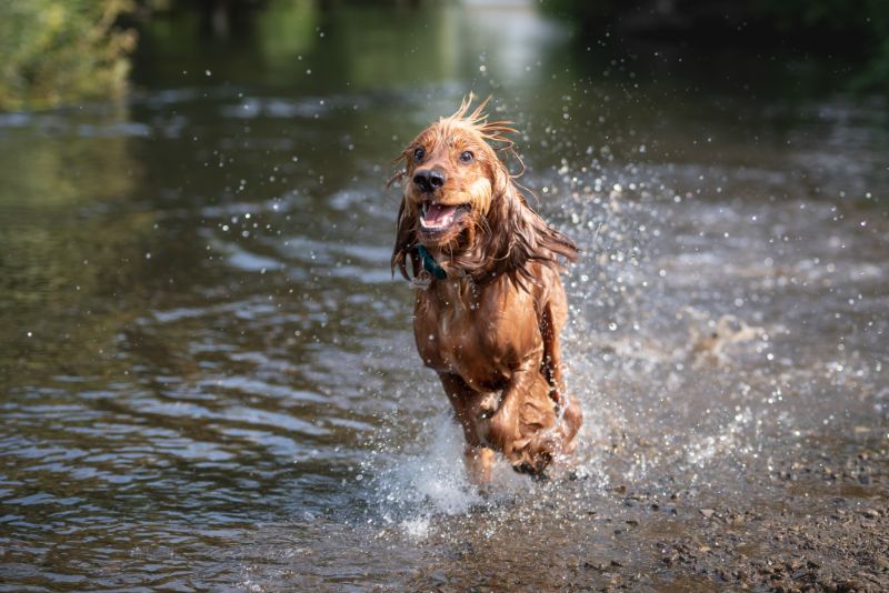 dog playing in a creek