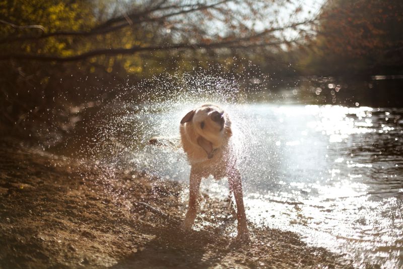 lab shaking off water next to creek