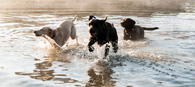 three labs playing and swimming in a lake