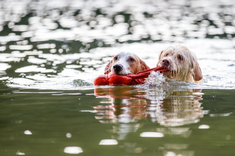 two dogs swimming in a lake together with water toys