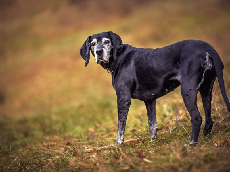 older black dog outside in grass looking over shoulder