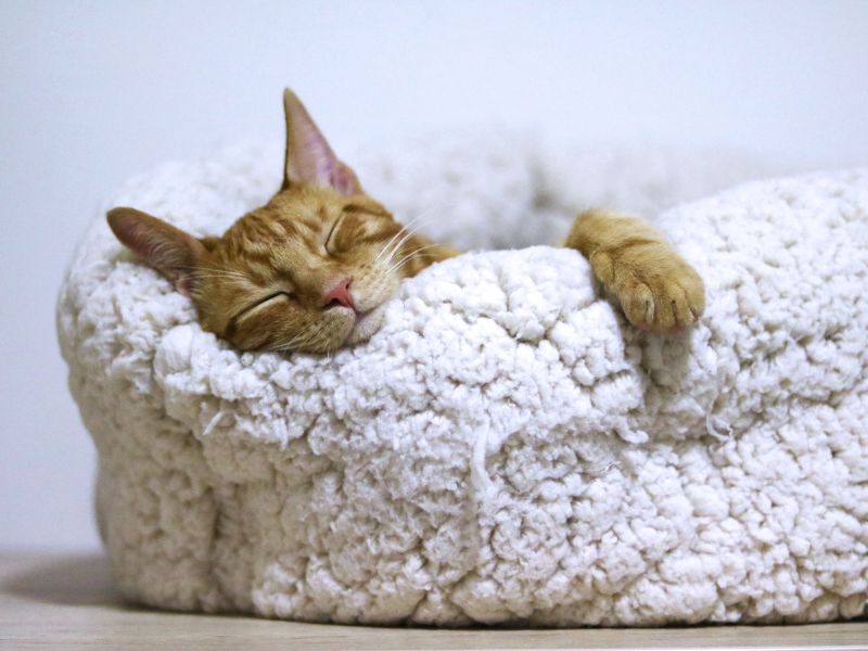 older orange cat in white fluffy bed snuggling up