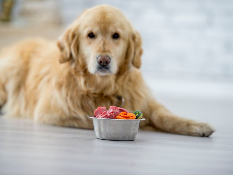 older golden retriever laying in front of food bowl 