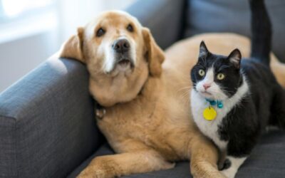 Guide to Proper Senior Pet Care in the Fall