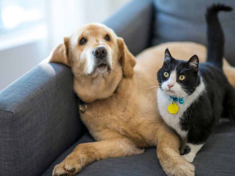 Guide to Proper Senior Pet Care in the Fall