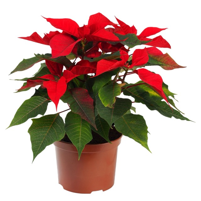 poinsettia in a pot