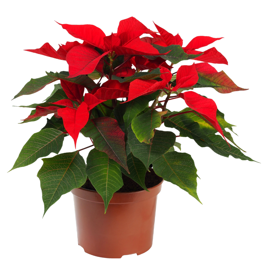 poinsettia in a pot