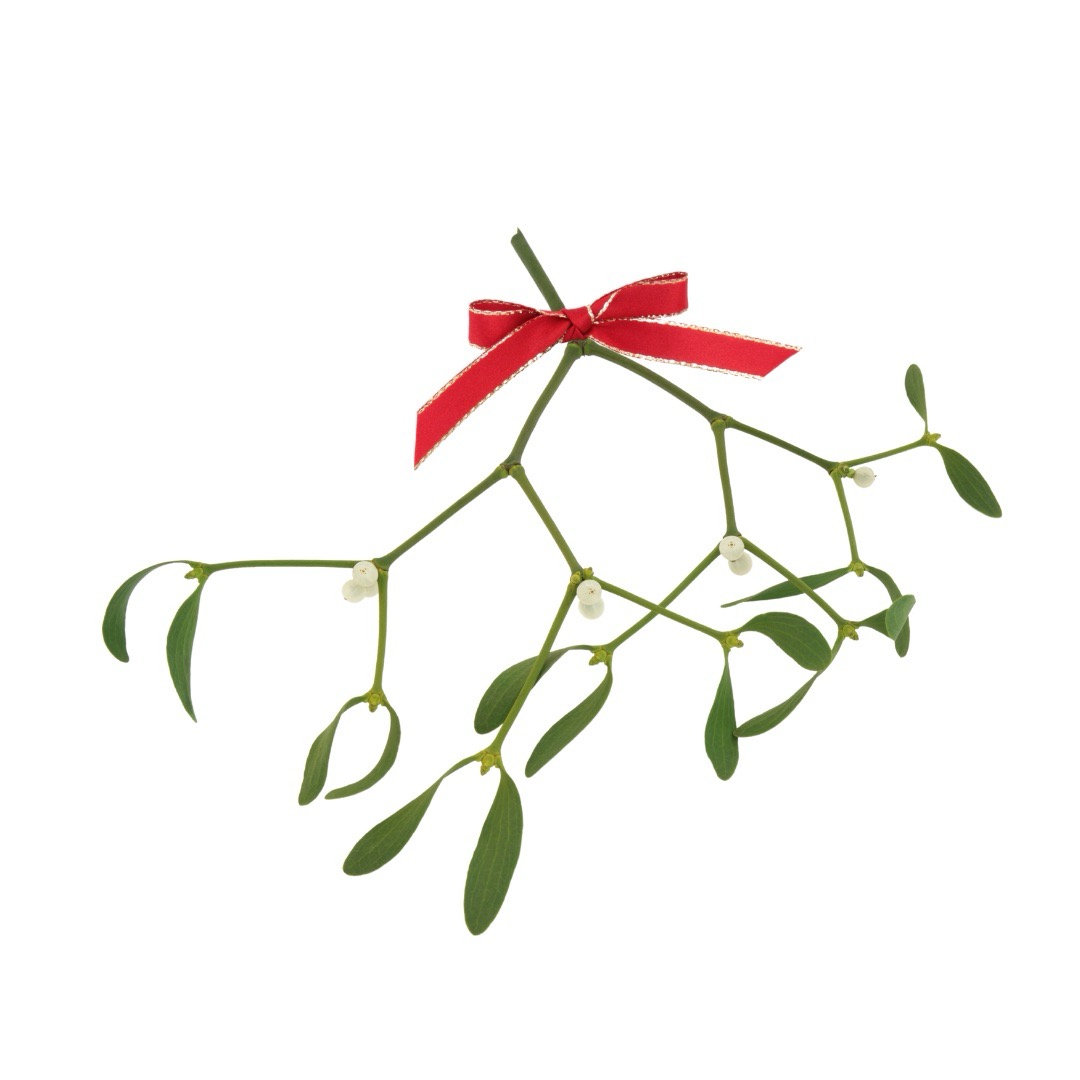 mistletoe with red ribbon<br />
