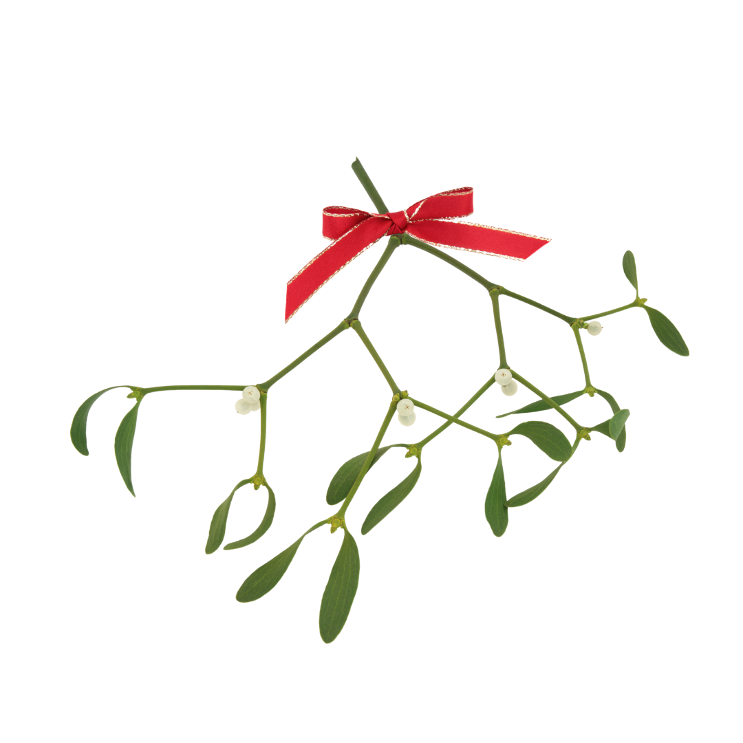 mistletoe with red ribbon