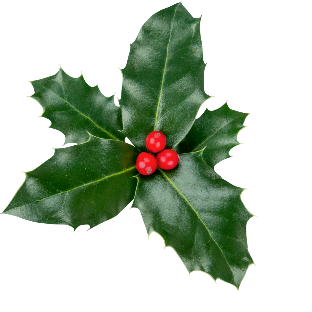 green holly red berries<br />
