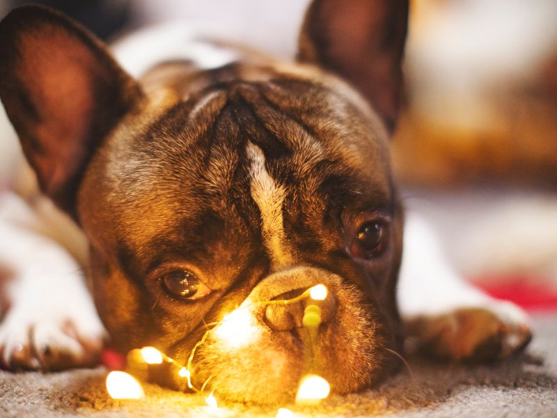 cute little dog with christmas lights in front of it's face