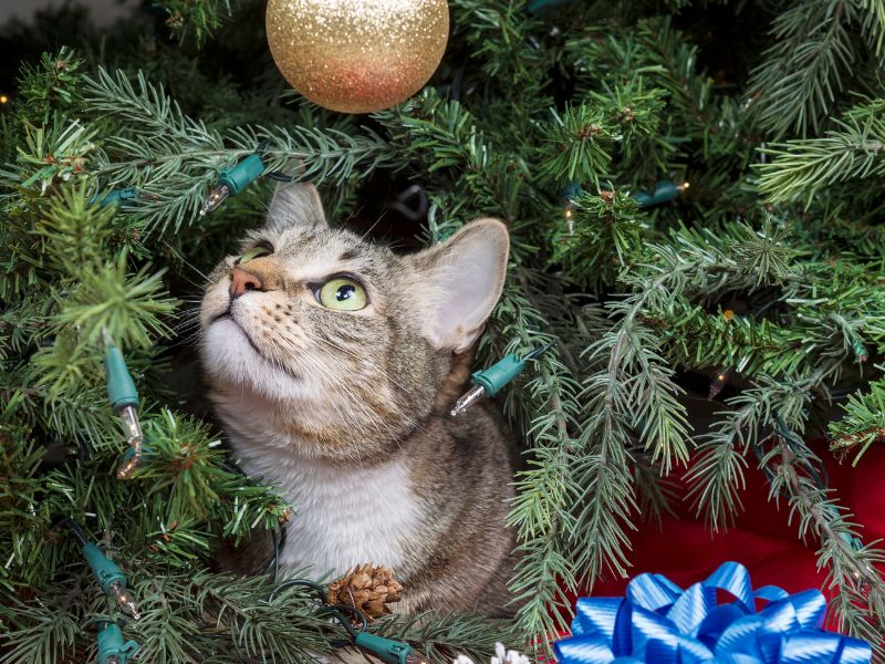 cat in christmas tree looking up an ornament