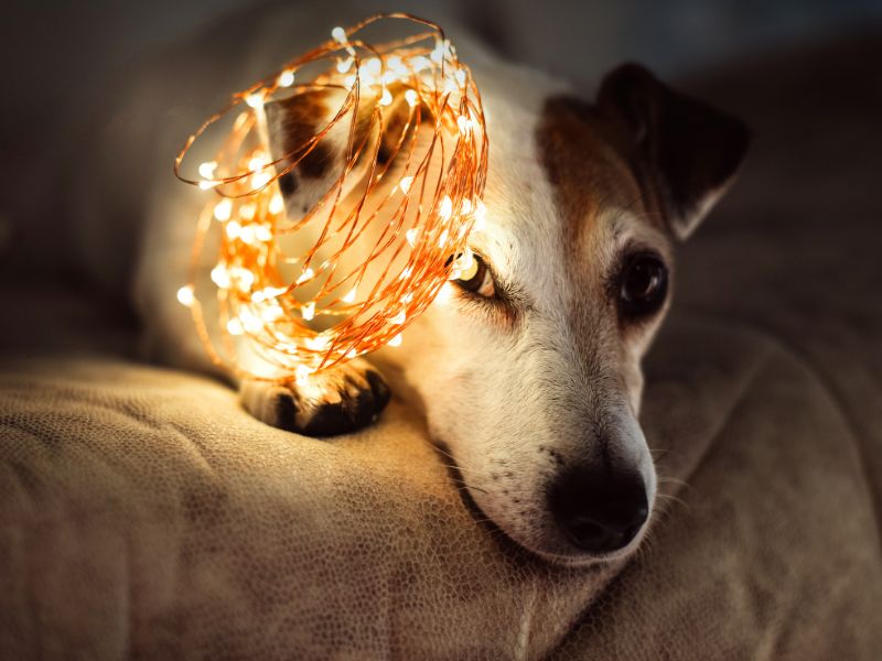 dog with christmas lights on head