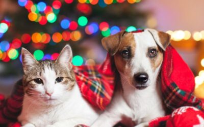 Holiday Safety Tips for Pets: Holiday Hazards & Foods to Avoid