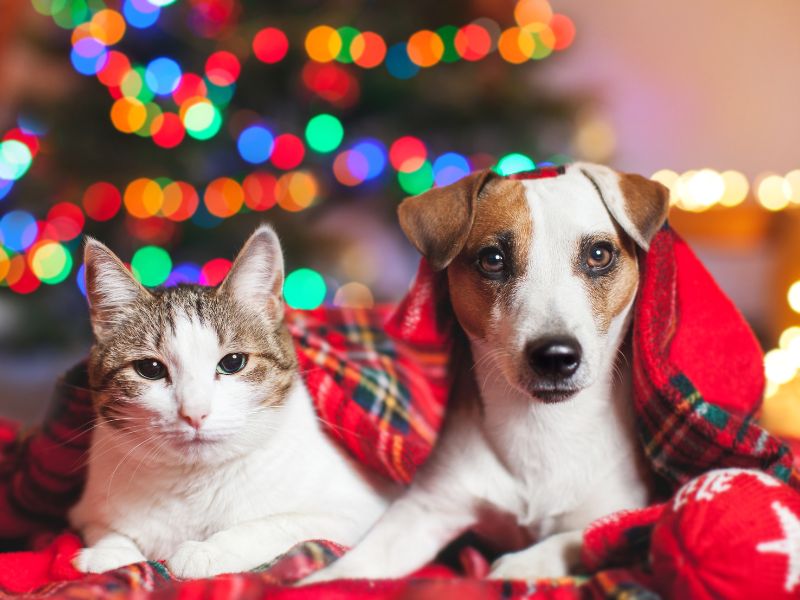 Holiday Safety Tips for Pets: Holiday Hazards & Foods to Avoid