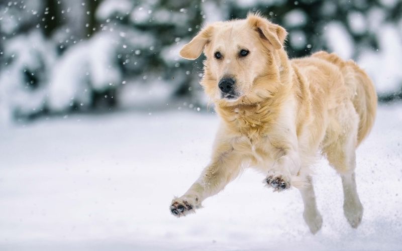 Protect Your Pet This Winter From These 3 Common Injuries