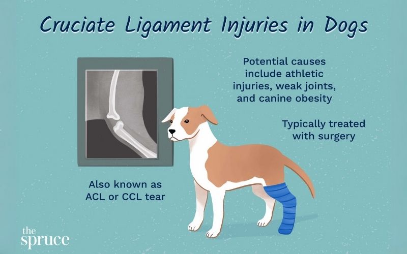 ACL Tears Explanation By The Spruce