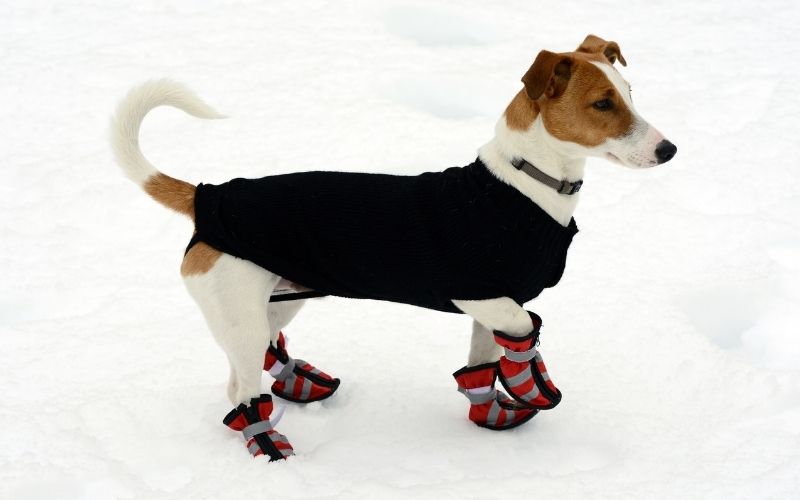 Dog in Snow with booties