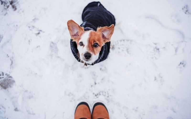 Dog Looking Up At Owner In Snow