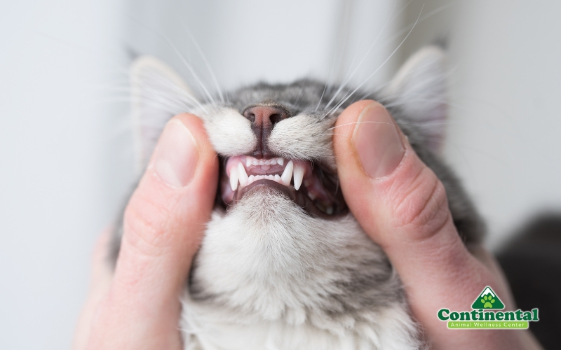 Cat Teeth Dental Check Up