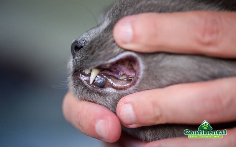 Cat with a missing tooth